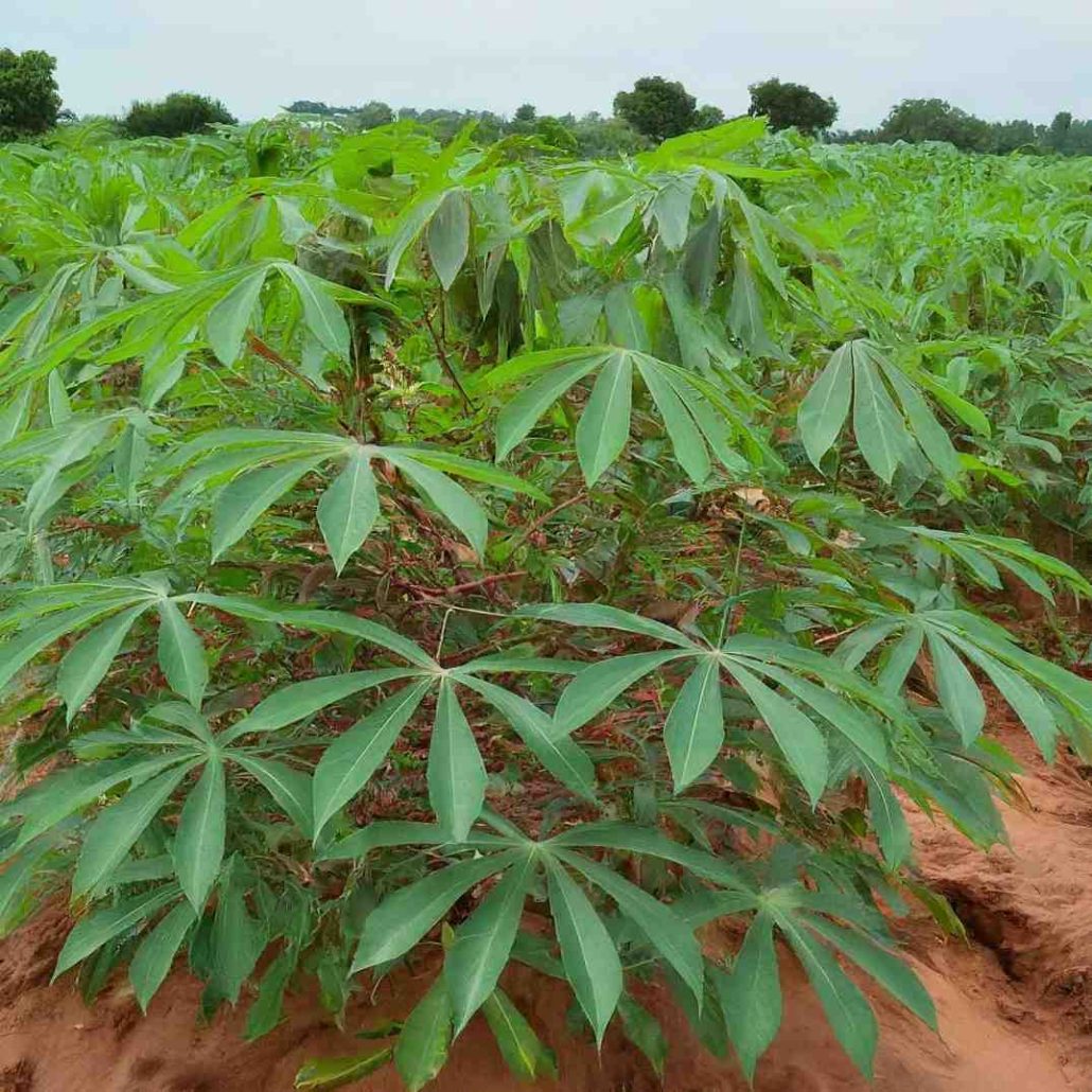 good agronomic practices for cassava planting