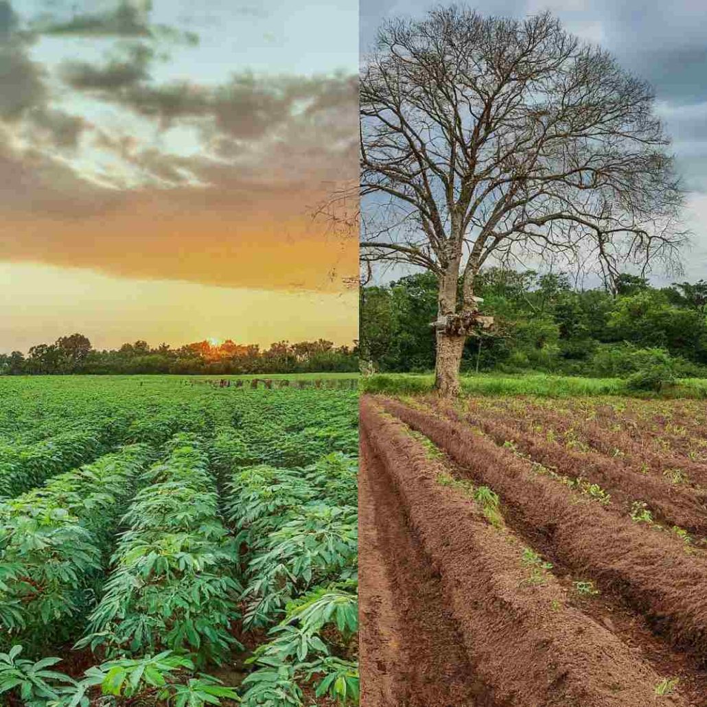 cassava stem and farm spacing