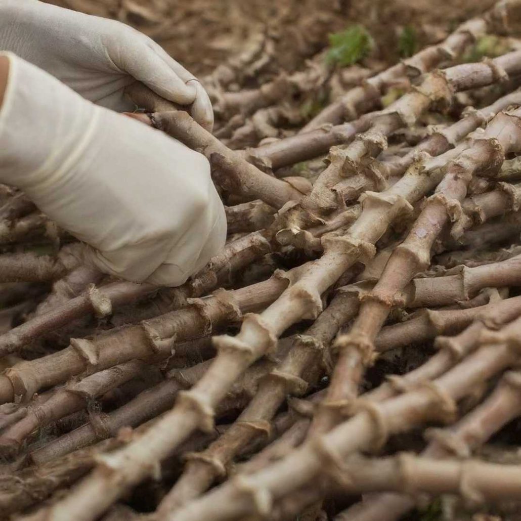 cassava stem handling