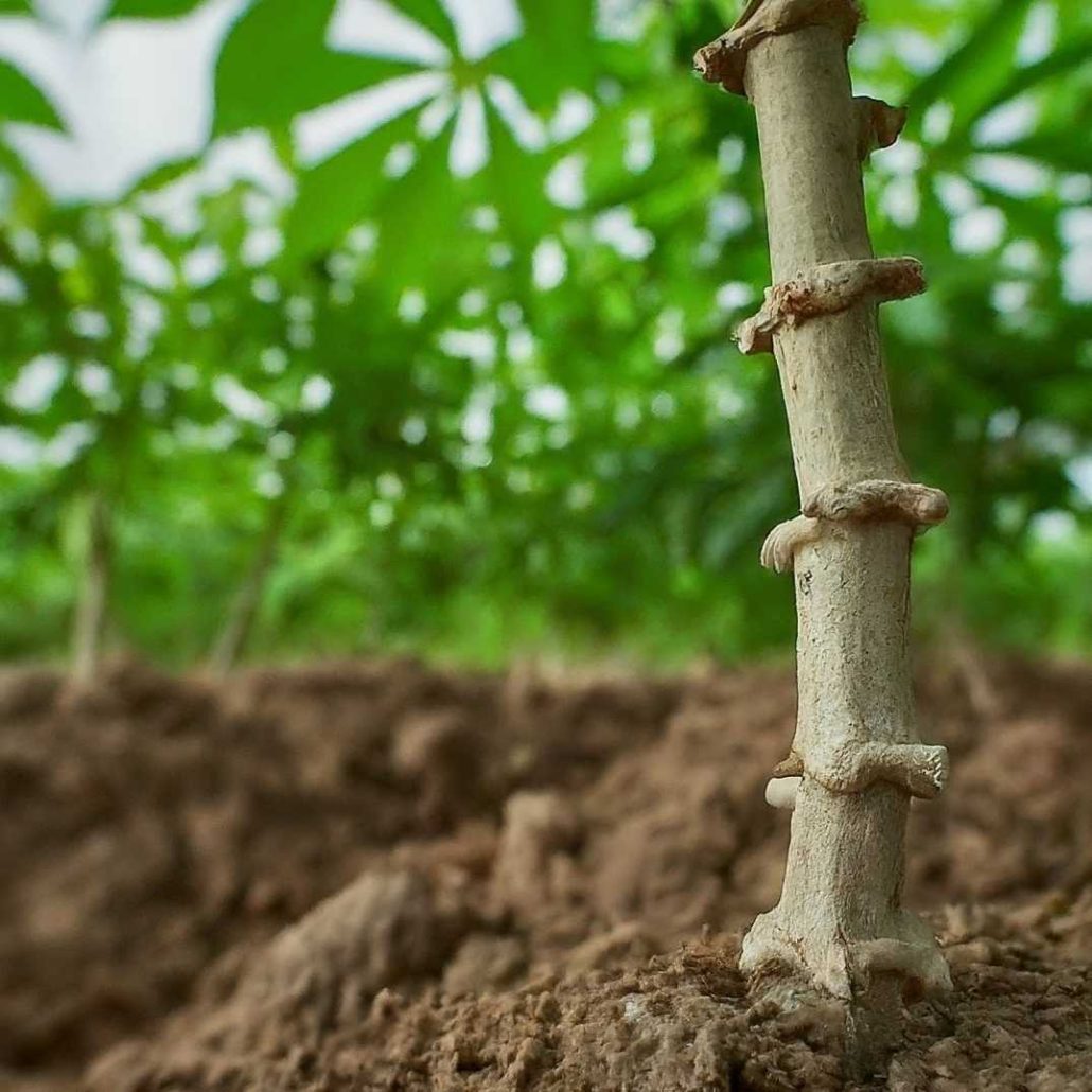 cassava stem selection