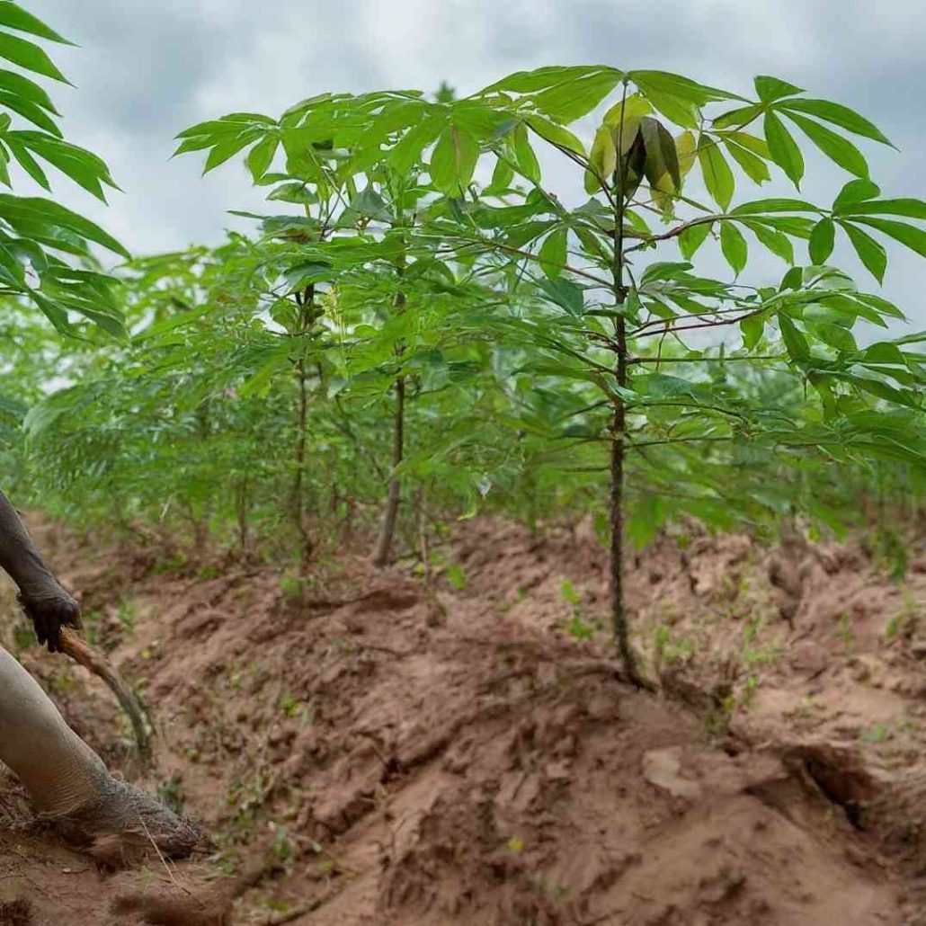 weed management on cassava farm