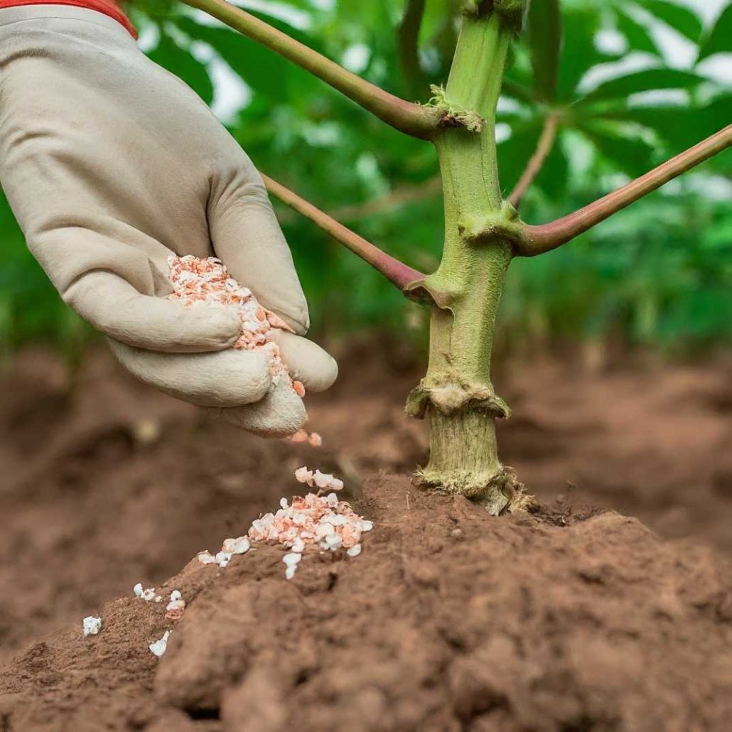 fertilizer application on cassava farm